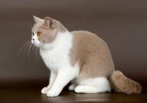 Фавн биколор  британец (британский кот, кошка)  